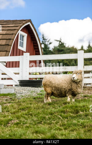 Bellevue, nello Stato di Washington, USA. Coopworth pecore a Kelsey Creek Farm. (Solo uso editoriale) Foto Stock