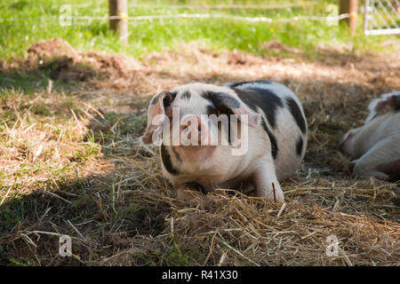 Garofano, nello Stato di Washington, USA. Gloucestershire Old Spots suini. (PR) Foto Stock