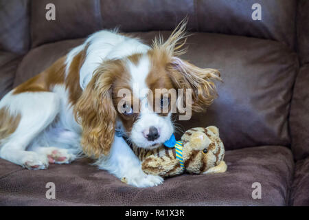 Sei mesi Cavalier King Charles Spaniel cucciolo cercando colpevole come lei mastica un peluche. (PR) Foto Stock