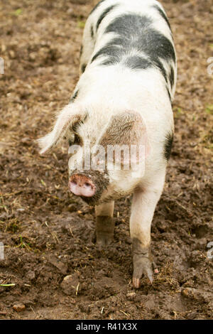 Garofano, nello Stato di Washington, USA. Gloucestershire vecchio spot a piedi di maiale in un maiale fangoso sty sotto la pioggia. (PR) Foto Stock