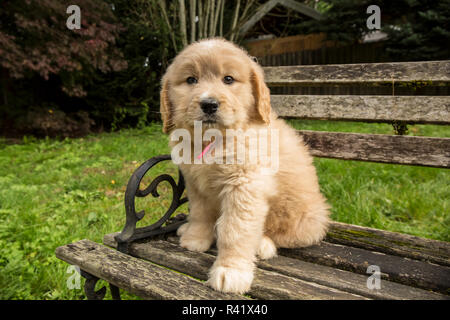 Issaquah, nello Stato di Washington, USA. Carino sette settimana Goldendoodle cucciolo seduto su una rustica panca in legno. (PR) Foto Stock