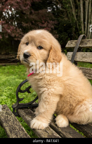 Issaquah, nello Stato di Washington, USA. Carino sette settimana Goldendoodle cucciolo seduto su una rustica panca in legno. (PR) Foto Stock