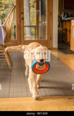 Di quattro mesi il Golden Retriever cucciolo in esecuzione attraverso la sua cucina con un cane giocattolo ad anello nella sua bocca. (PR) Foto Stock