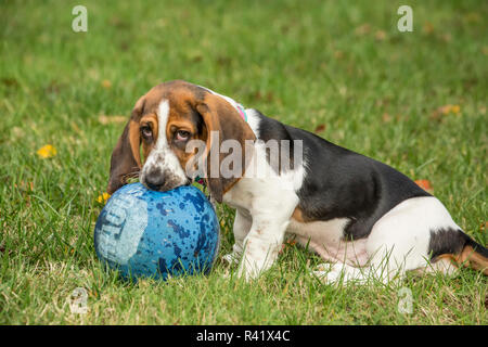 Valle di acero, nello Stato di Washington, USA. Tre mesi di età Basset cucciolo masticare un kick palla nel suo cortile (PR) Foto Stock