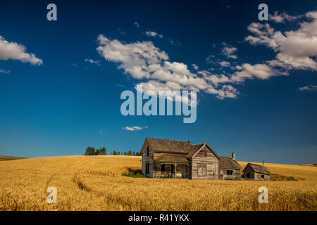 Stato di Washington, Regione Palouse, antico casolare circondato dal raccolto di frumento Foto Stock