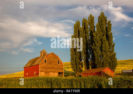 Stati Uniti d'America, nello Stato di Washington, granaio rosso nel campo del raccolto di grano e Cattails Foto Stock