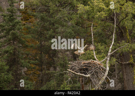 Stati Uniti d'America, Wyoming Yellowstone National Park. Osprey atterraggio sul nido. Foto Stock