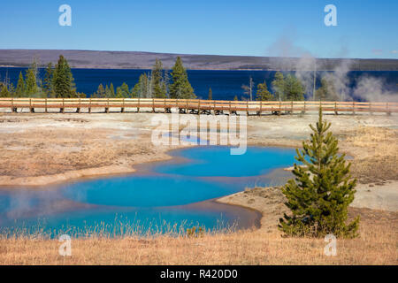 Stati Uniti d'America, Wyoming Yellowstone National Park. Abisso Piscina e passerella. Foto Stock