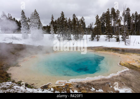 Silex molla in inverno nel Parco Nazionale di Yellowstone, Wyoming USA Foto Stock