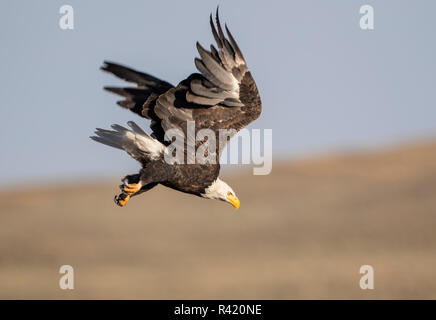 Stati Uniti d'America, Wyoming Sublette County. Adulto aquila calva è catturato diving verso il lago sottostante. Foto Stock