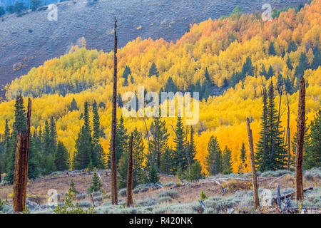 Stati Uniti d'America, Wyoming Sublette County. Colore di autunno e intoppi da una bruciatura formano un paesaggio colorato dalla gamma del Wyoming. Foto Stock