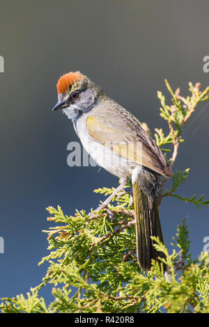 Stati Uniti d'America, Wyoming Sublette County. Pinedale, verde-tailed Towhee appollaiato su un ramo di ginepro in la. Foto Stock