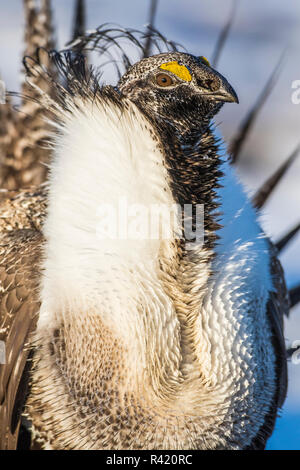 Stati Uniti d'America, Wyoming Sublette County. Ritratto di un maschio maggiore Sage Grouse su un lek in primavera. Foto Stock