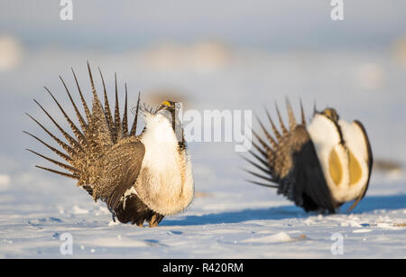 Stati Uniti d'America, Wyoming Sublette County. Due maggiore Sage Grouse maschi puntone nella neve durante il mese di marzo. Il display è una femmina di corteggiamento. Foto Stock