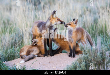 Stati Uniti d'America, Wyoming Sublette County. Due red fox infermiera kit la loro madre come altro guarda in viso pronto per la riproduzione. Foto Stock