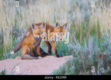 Stati Uniti d'America, Wyoming Sublette County. Due giovani kit fox giocando a loro den sito. Foto Stock