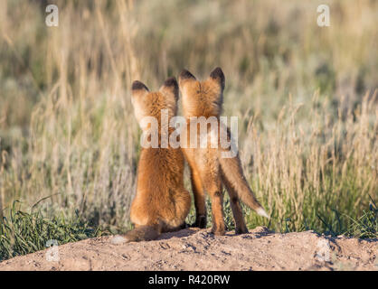 Stati Uniti d'America, Wyoming Sublette County. Due giovani kit fox guarda dal loro den per un genitore di tornare con la cena. Foto Stock