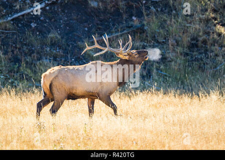 Stati Uniti d'America, Wyoming, il Parco Nazionale di Yellowstone, Bull elk bugles la frizzante aria d'autunno. Foto Stock