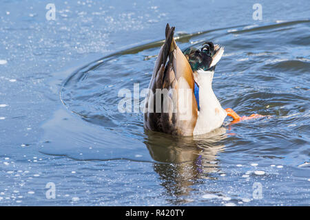 Stati Uniti d'America, Wyoming. Jackson Hole, Flat Creek, Mallard Duck alimenta sotto l'acqua in un buco nel ghiaccio. Foto Stock