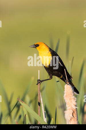 Stati Uniti d'America, Wyoming Sublette County. Maschio giallo capo-Merlo si trova a cavallo di due tifa culmi in una zona umida in primavera Foto Stock