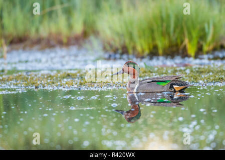 Stati Uniti d'America, Wyoming Sublette County. Maschio verde-winged Teal nuota in uno stagno. Foto Stock