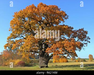 La Corte oak di breuna (in Autunno colori Foto Stock