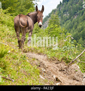 Asino su Alpi Italiane Foto Stock