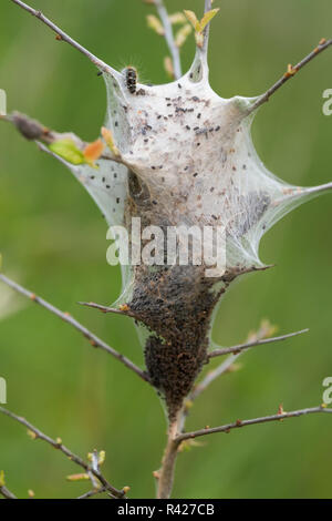 Giovani bruchi nel nido Foto Stock