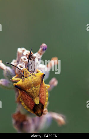 Frutta settentrionale bug carpocoris fuscispinus Foto Stock