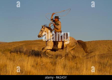 Stati Uniti d'America, Wyoming, Shell, il nascondiglio Ranch, cowboy con lazo equitazione cavallo al galoppo nella luce dorata a fine giornata (MR, PR) Foto Stock