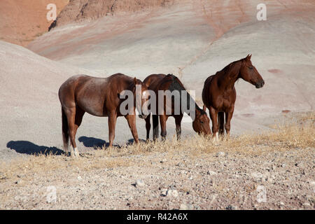 Stati Uniti d'America, Wyoming, Shell, il nascondiglio Ranch, Cavalli al pascolo (PR) Foto Stock