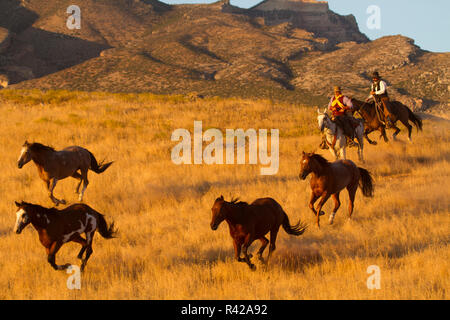 Stati Uniti d'America, Wyoming, Shell, il nascondiglio Ranch, cowboy imbrancandosi cavalli (MR, PR) Foto Stock