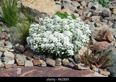 Schleifenblume, Iberis, sempervierens Foto Stock