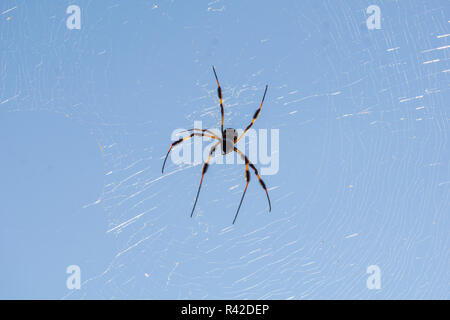 Seta dorata Orbweaver (Nephila clavipes) al sole in alta cresta Scrub Area Naturale, Boynton Beach, Palm Beach County, Florida, Stati Uniti d'America Foto Stock