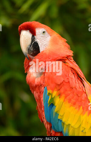 Ritratto scarlet macaw Foto Stock