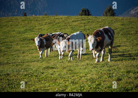 Un piccolo allevamento di bovini in un pascolo di autunno Foto Stock