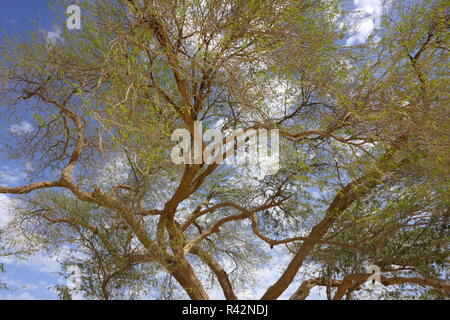 Albero della Vita (prosopsis cineraria), il Regno del Bahrein Foto Stock