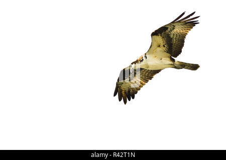 Lone Osprey caccia sul parafango su sfondo bianco Foto Stock