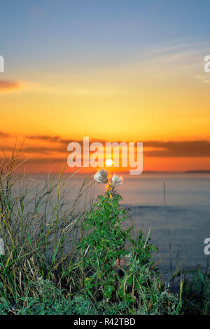 Tall cardi sulla wild atlantic modo al tramonto Foto Stock