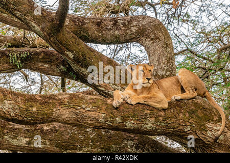 La struttura ad albero amante! Foto Stock