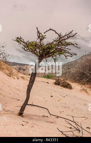 albero Foto Stock