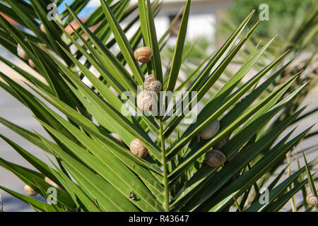 Molte le lumache spalmato su foglie di piante. Foto Stock