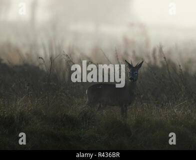 Un giovane capriolo buck (Capreolus capreolus) avviso sorge in un campo del Gloucestershire a sunrise. Foto Stock