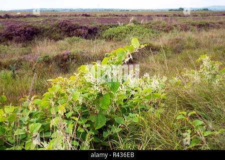 Knotweed giapponese in un pantano irlandese Foto Stock