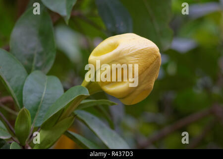 calice d'oro Foto Stock