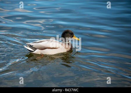 Un colore scuro drake galleggianti da sinistra a destra. Foto Stock