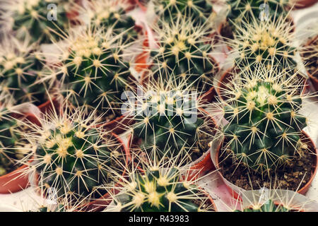 Diversi cactus tropicale. varie cactacee sugli scaffali del negozio. Decorativo cactus di piccole dimensioni in piccoli vasetti di tipi diversi Foto Stock