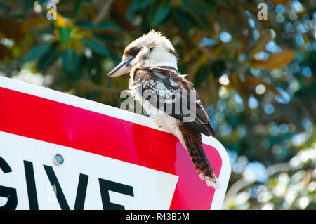 Ridendo Kookaburra sul cartello stradale - Australia Foto Stock