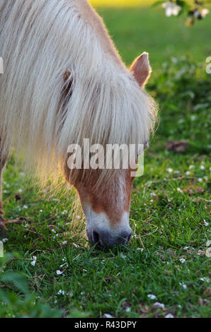 Pony shetland pascolo Foto Stock