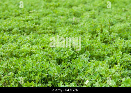 Campo con fresco verde erba medica - cibo e fooder Foto Stock